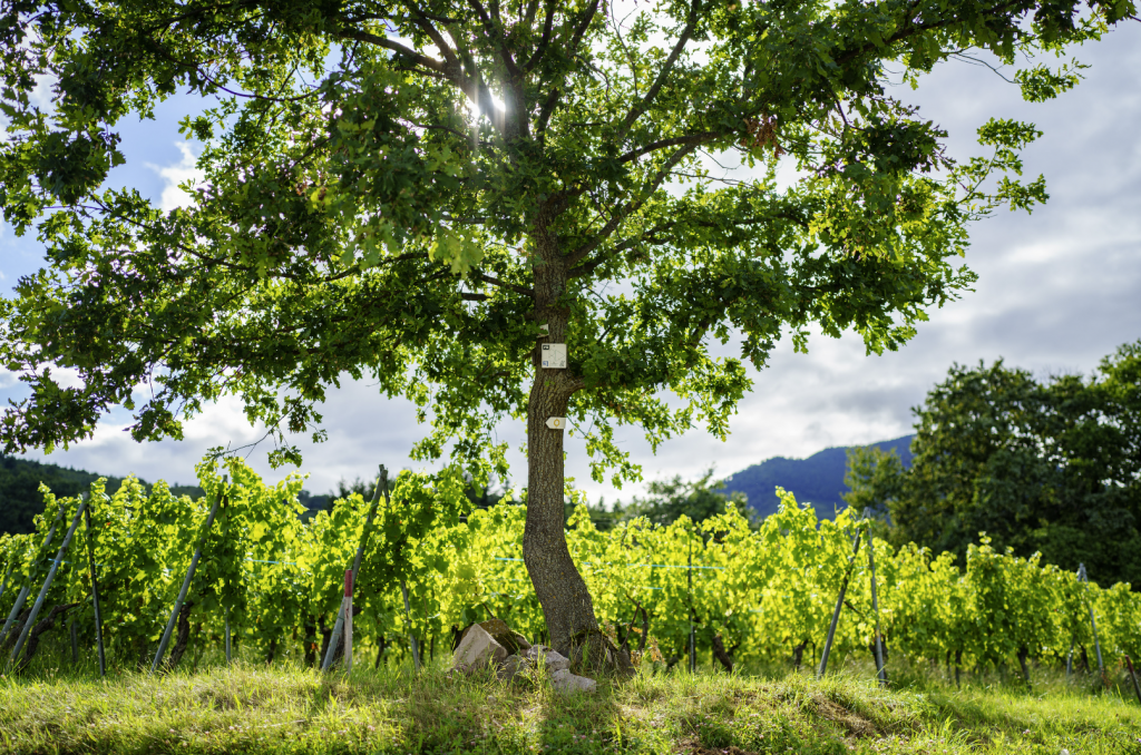 Route des vins d'Alsace : Barr © Bartosch Salmanski 