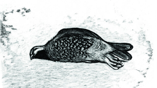 © Tom Tirabosco, "Trente oiseaux morts", 2019