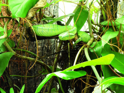 Serpent © SMNK