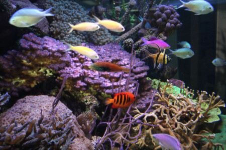 Poissons © SMNK
