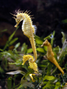 Hippocampe © SMNK