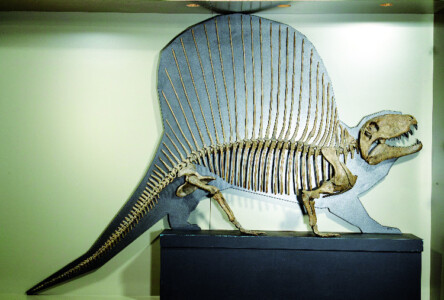 Reptil, Planet 3.0 © SMNK