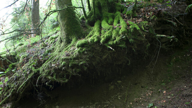 Photo de Stéphane Louis pour Poly
