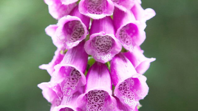 Photo de Stéphane Louis pour Poly