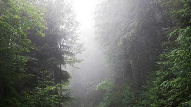 Photo de Stéphane Louis pour Poly
