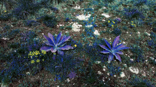 Jean-Baptiste Grangier, "Les autres plantes sous les autre soleils"