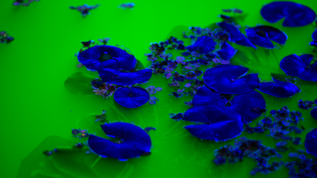 Vue d’installation, Fondation Beyeler, Riehen/Bâle, 2021
Courtesy of the artist; neugerriemschneider, Berlin; Tanya Bonakdar Gallery, New York / Los Angeles
© 2021 Olafur Eliasson
Photo: Pati Grabowicz