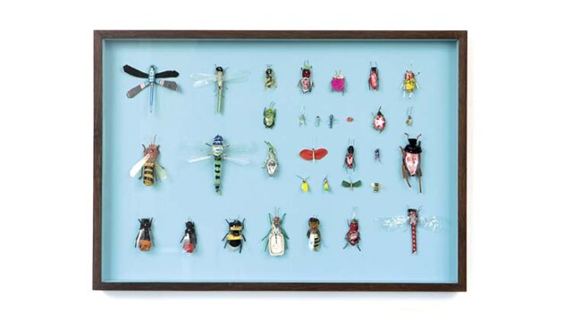 Vitrines à insectes Insektenkästen, Août 2020, © Matthias Garff Matthias Garff Offenbourg Vitrines à insectes Insektenkästen