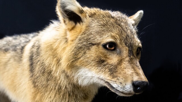 Neobiota Goldschakal© SMNK Néobiotes Neobiota