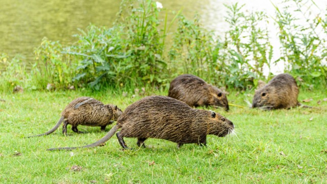 Neobiota Nutria © SMNK Néobiotes Neobiota