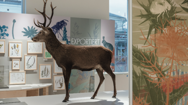 Cerf élaphe Rothirsch (Cervus elaphus), indigène heimisch © SMNK Néobiotes Neobiota