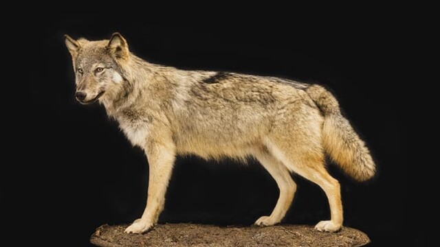 Loup Wolf (Canis lupus), revenant Rückkehrer © SMNK Néobiotes Neobiota