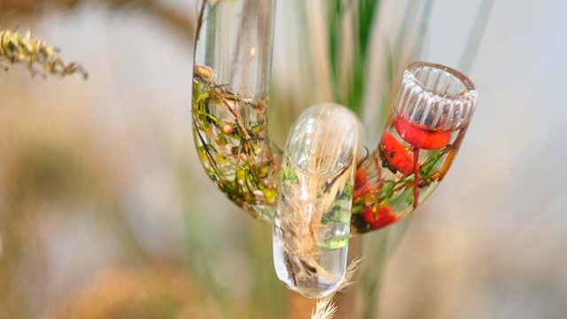 Camille Stoos, Catena Botanica #2, 2020. Verre, eau, végétaux, 200 x 15 x 2,5 cm , 150 cm. Botanica Plasticiens
