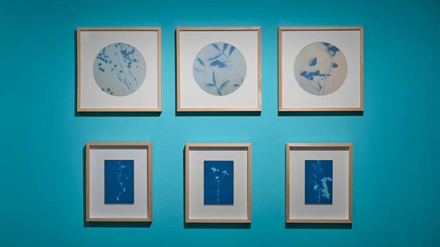Sophie Weigel, Umbra, 2020. Cyanotypes, 13 x 9 cm. Spectre, 2020. Photographies, 17 x 17 cm. Herbier #1, #2 & #3, 71 x 33 cm, 2 x (71 x 21) cm. Botanica Plasticiens