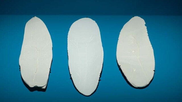 Estelle Vinter, Empreintes porcelaines, 2020. Pièces de porcelaines, 6 x (12 x 25 x 1) cm. Botanica Plasticiens