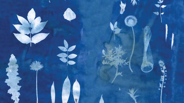 Thomas Mailaender, Herbier, 2014 Thomas Mailaender Ultra-violets