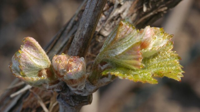 Pinot Noir Grapes © Michel Jolyot