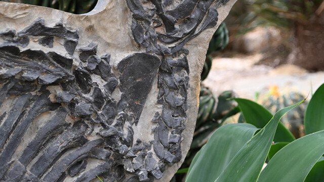 Photo de Julien Decollogne