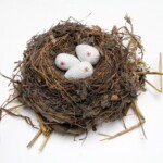 Genetologic Research © Maarten Vanden Eynde