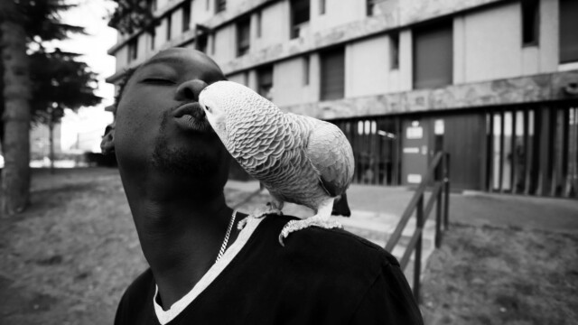 Big bizoo © Jean-Michel Landon