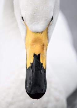 Cygne chanteur, Hokkaido, Japon (2010) © Vincent Munier