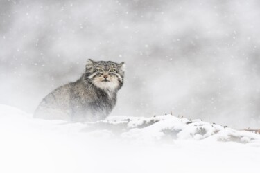 Chat de Pallas © Vincent Munier