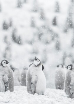 Manchots empereurs © Vincent Munier
