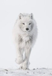 Loup arctique, Ellesmere Island, Canada (2013) © Vincent Munier