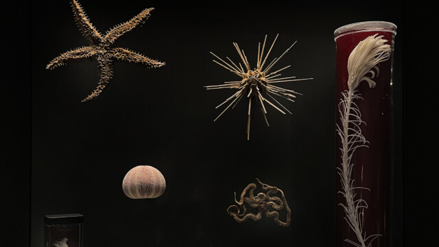 Photo : Musées de Strasbourg, Mathieu Bertola