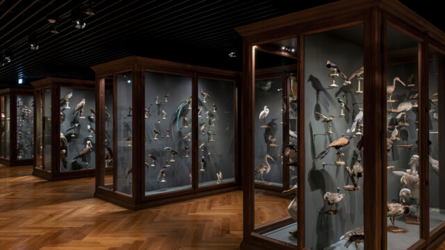 Vue du parcours permanent « À la découverte du monde animal ». Photo : Musées de Strasbourg, Mathieu Bertola