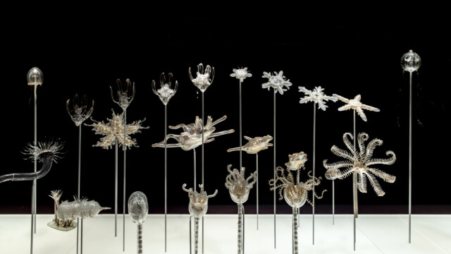 Vue 24: Vue de la salle « totem » consacrée aux modèles Blaschka. Photo : Musées de Strasbourg, Mathieu Bertola