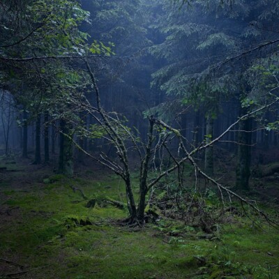 Les Clairières, Stéphane Spach