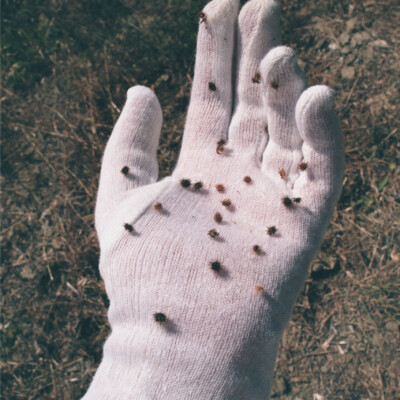 (c) Naome Nazire Tahmaz - Thistle and soil