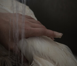 © Aurélie Scouarnec, Feræ, 2021 - Collection Fondation François Schneider