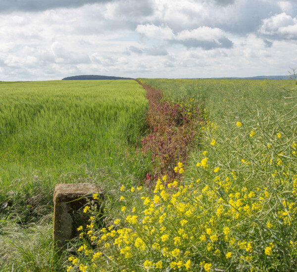 Borne frontalière Grenzsteine © Yael Paris