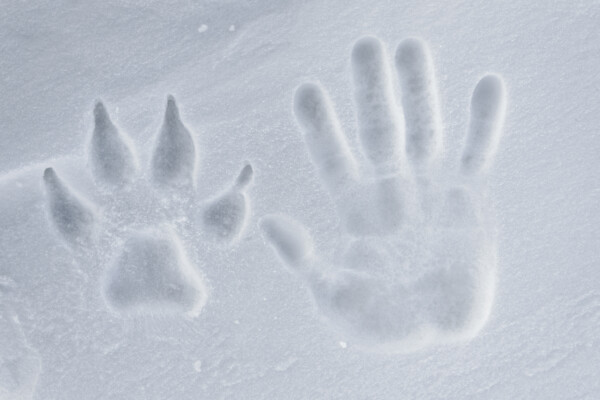 Avec les loups d’Ellesmere dans le Grand Nord canadien © Vincent Munier