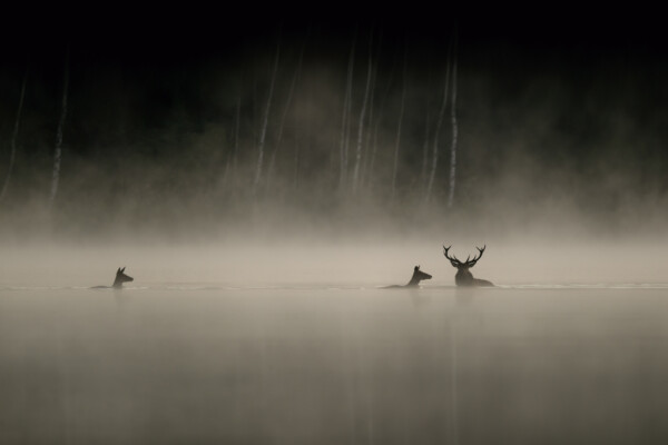 Cerfs élaphes, Marne, France © Vincent Munier
