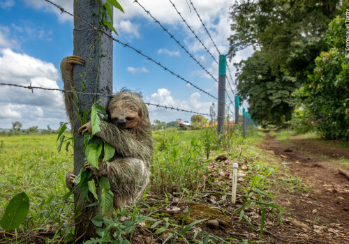 © Emmanuel Tardy, Wildlife Photographer of the Year