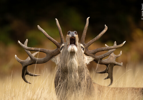 © Jamie Smart, Wildlife Photographer of the Year