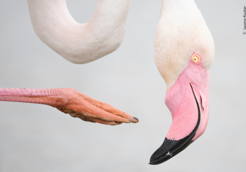 © Leana Kuster, Wildlife Photographer of the Year