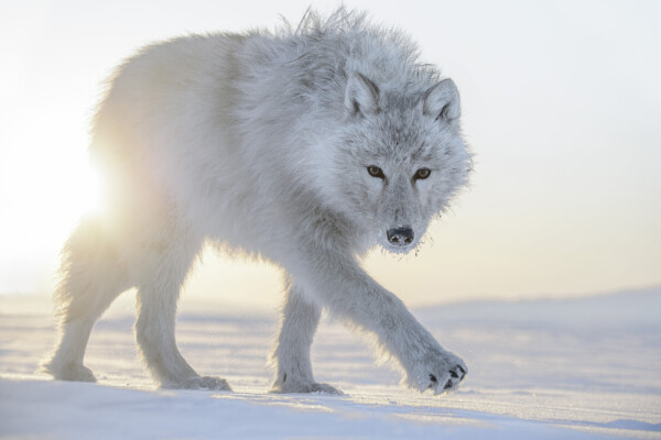 Loup arctique, Ellesmere Island, Nunavut, Canada © Vincent Munier