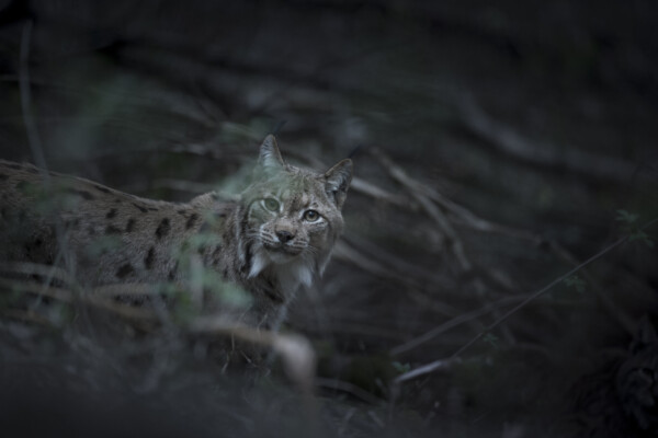 Lynx boréal, Jura, France © Vincent Munier