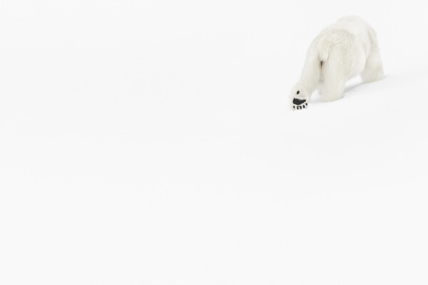 Ours polaire, Svalbard, Norväge © Vincent Munier