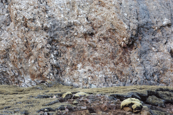 Panthère des neiges © Vincent Munier
