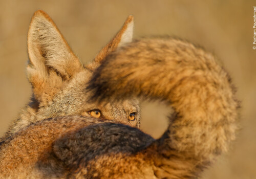 © Parham Pourahmad, Wildlife Photographer of the Year