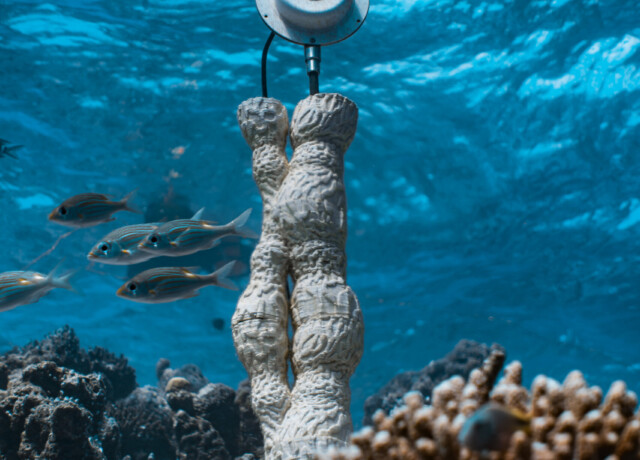 Marco Barotti, Coral Sonic Resilience, 2025 © Marco Barotti